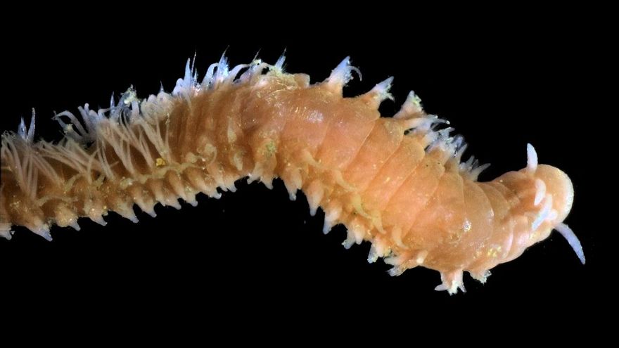 Descubrimiento revolucionario: un gusano marino reduce a la mitad la contaminación del suelo