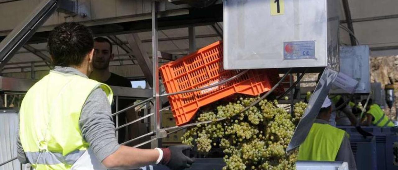 Trabajos de bodega en Paco &amp; Lola, durante la pasada vendimia. // Noé Parga