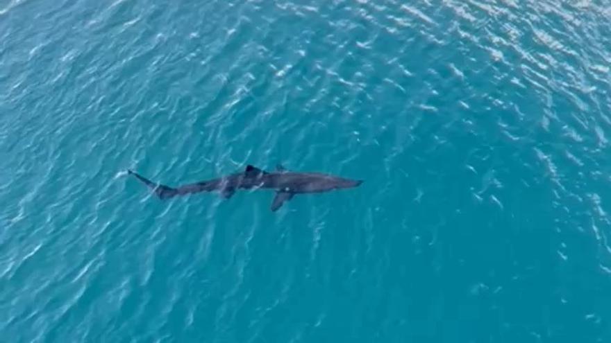 Un tiburón merodea por Punta Langosteira