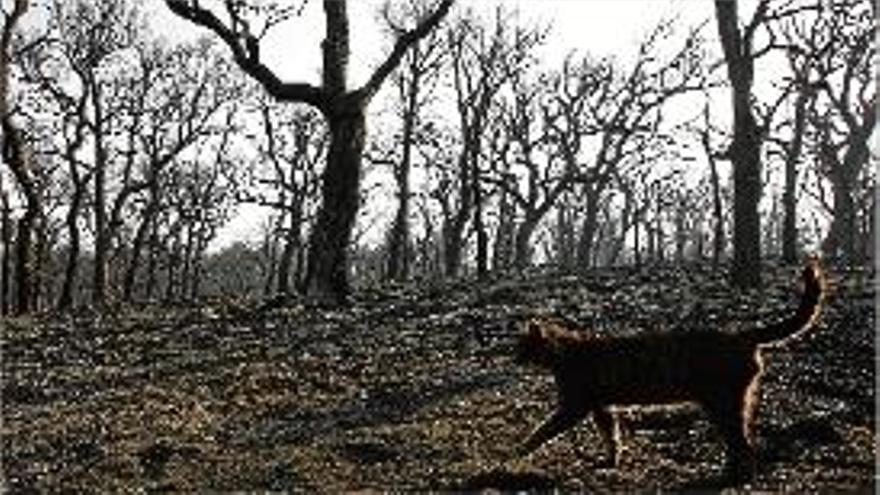 Imatge de l&#039;estat en què va quedar un dels boscos cremats.