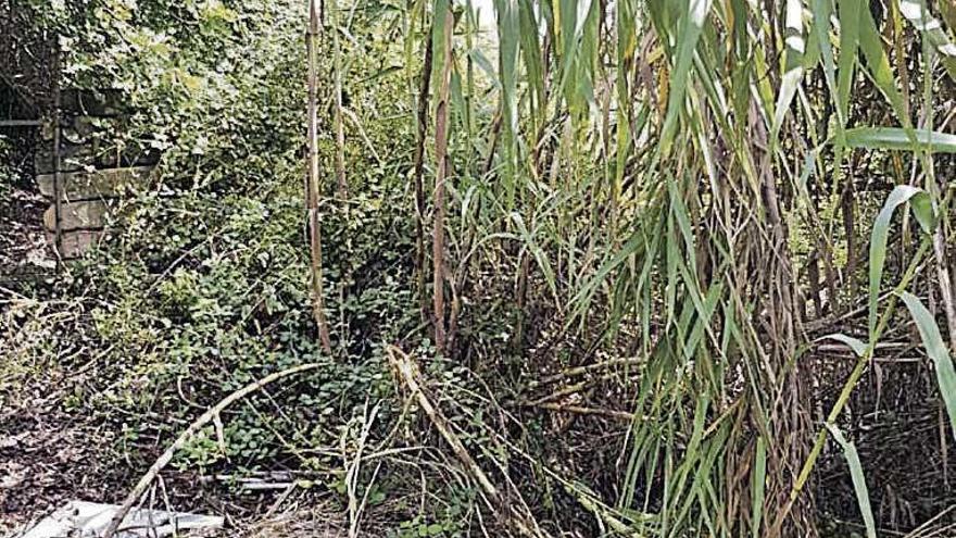 Imagen de la maleza continuada en el torrente de na Borges.