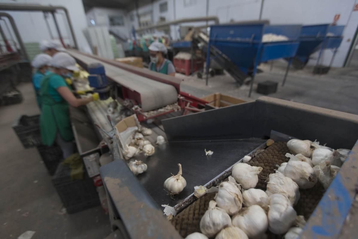 Fotogalería / De la tierra a la mesa; el ajo cordobés