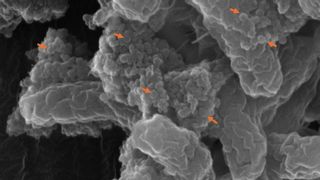 Los nanoplásticos aumentan el poder nocivo de las bacterias