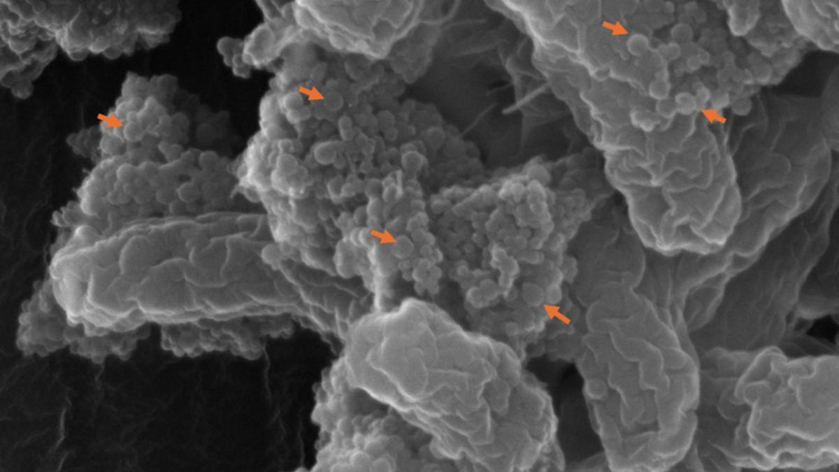 Los grupos de nanoplásticos (flechas rojas) se unen a E. coli.