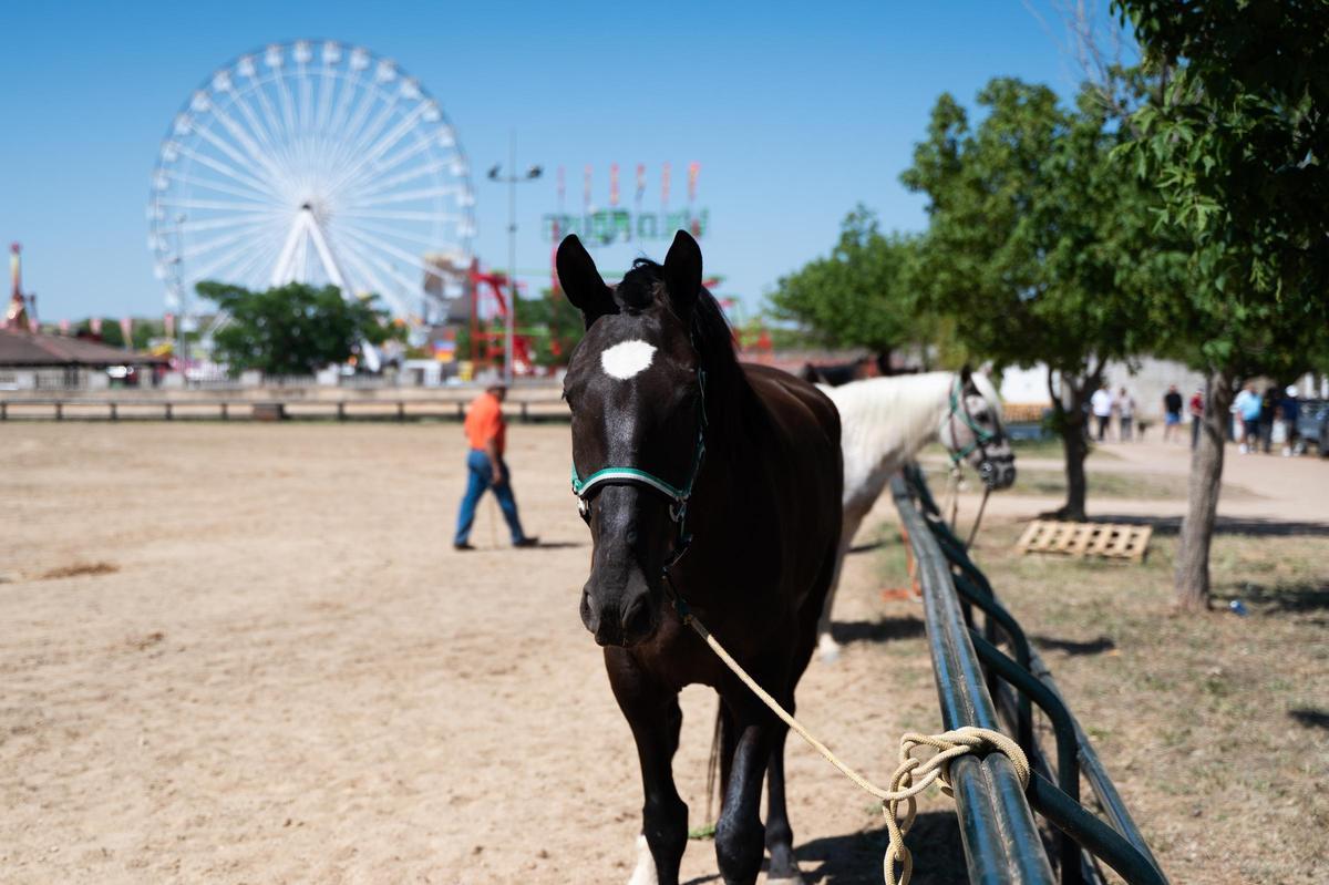 Galería | Feria de ganado en Cáceres