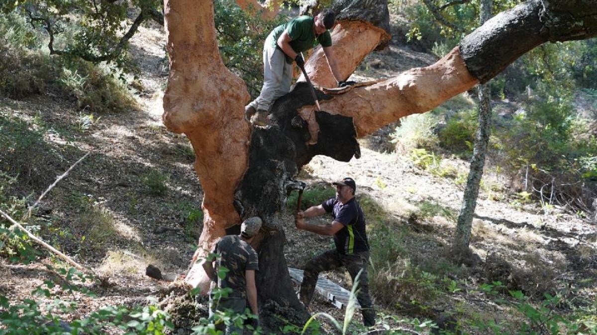 La saca de corcho es un arte antiguo que sigue generando empleo en las zonas rurales.