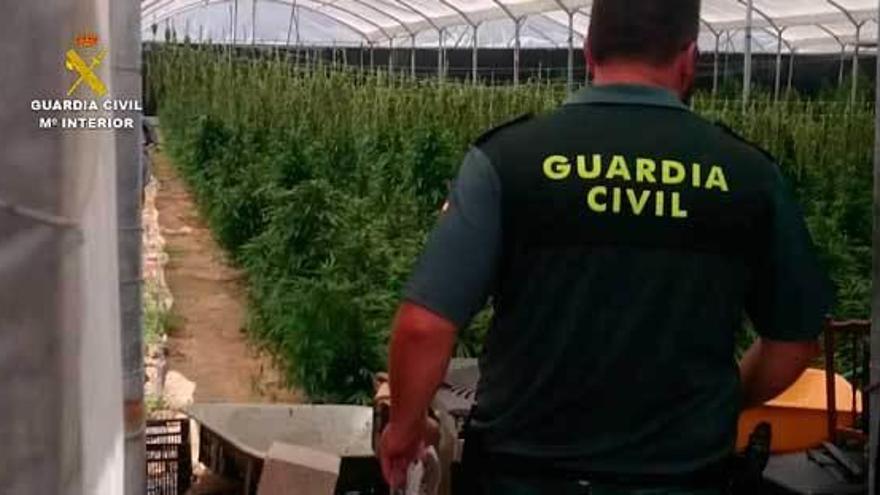 Un agente, en la plantación de marihuana.