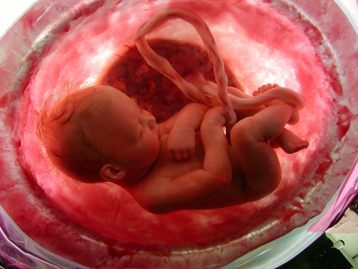 Un feto en el interior de la madre.