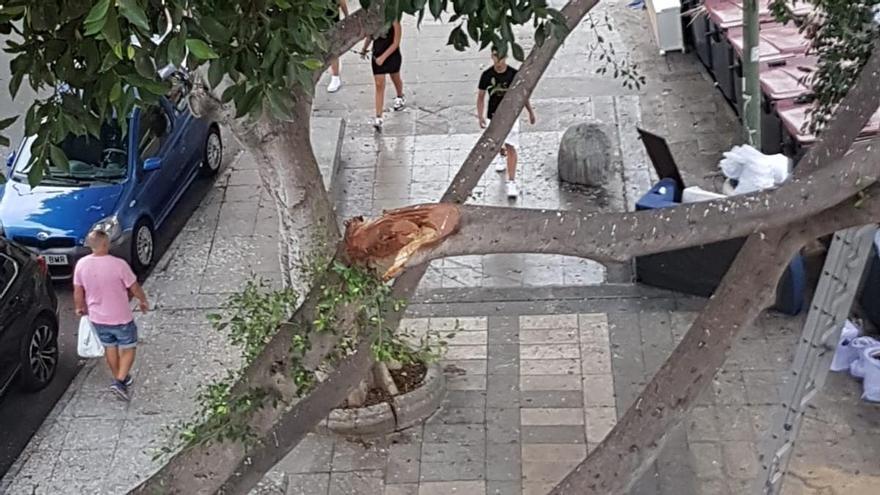 La rama de un árbol, a punto de caer en Schamann