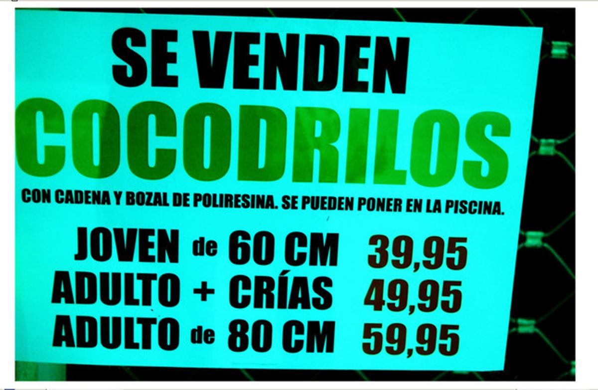 Venda de cocodrils a Torredembarra.  Anava passejant per Torredembarra diumenge passat al matí i, davant d’una botiga on venien pollastres a l’ast, hi havia una cua considerable. Durant l’espera, els meus ulls van anar a parar a un cartell que posava Es venen cocodrils. No pot ser, vaig pensar. Impossible. A més, se’n detalla el tipus i el preu. ¿Potser la policia local no l’ha vist? ¿O és que els empleats municipals tenen aquests animals com a mascotes i els sembla la cosa més normal del món?