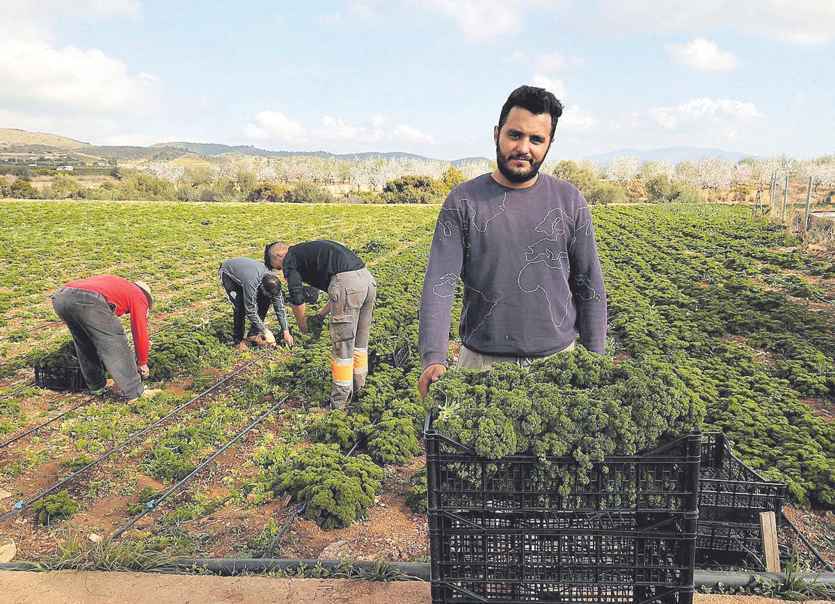 Nourdine Belazy (Marruecos) se dedica a la plantación de plantas herbáceas en Castelló