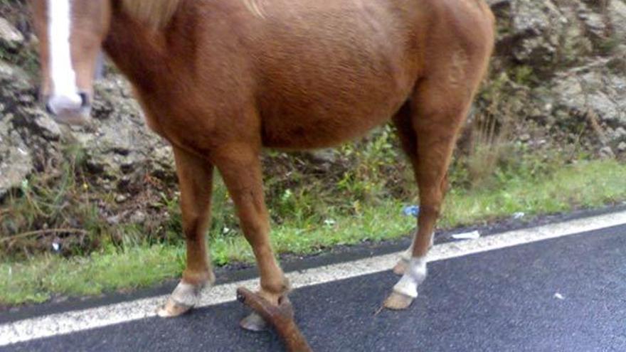 Imagen del caballo salvaje con un cepo tomada por el denunciante en la carretera a la Brilat.  // Gonzalo