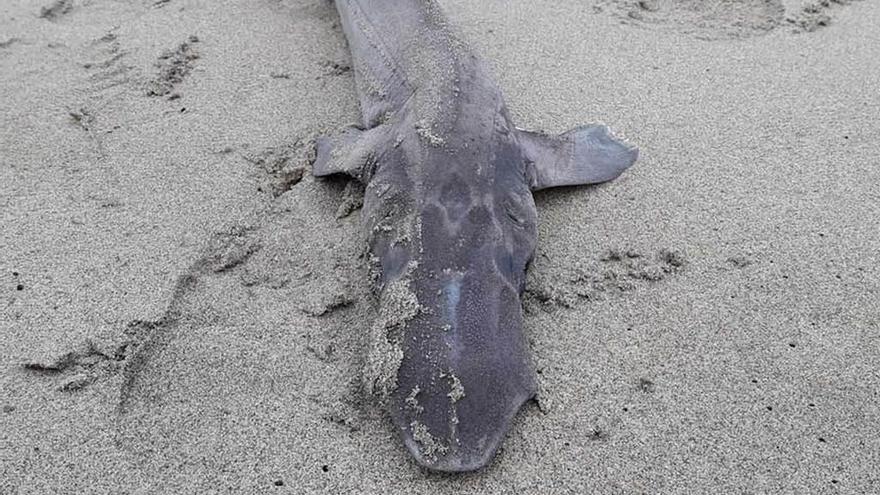 Localizan un tiburón &quot;prehistórico&quot; en la playa de Salinas