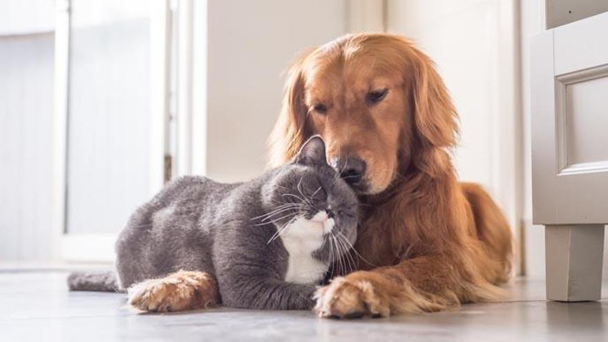 Un perro y un gato.