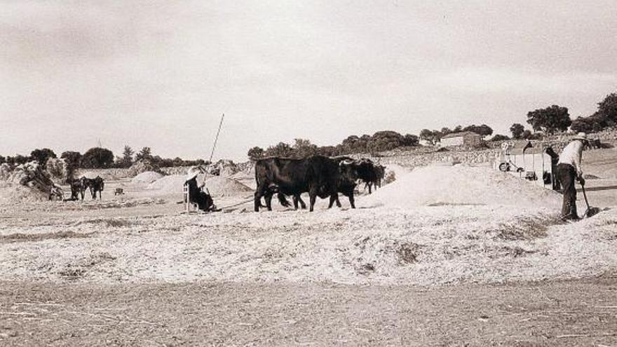 Una imagen retrospectiva de la parva en Moralina de Sayago a mediados de los años 70.