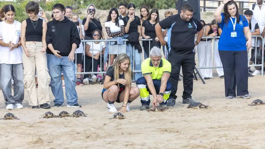 Así ha sido la suelta de tortugas marinas en la playa de La Mata de Torrevieja