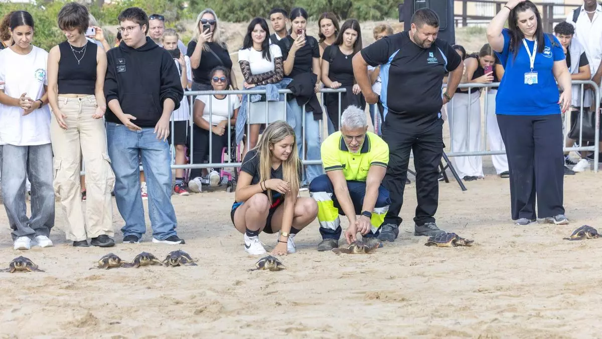 Dieciséis tortugas marinas nacidas en Torrevieja hace un año comienzan su aventura en el mar