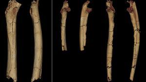 Fémur de la investigación científica descubierto en 2011 de la Sahelanthropus tchadensis