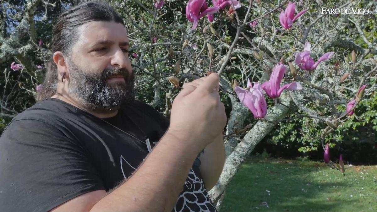 «El hombre del bosque» nos enseña como las magnolias adelantan la primavera en el Parque de Castrelos