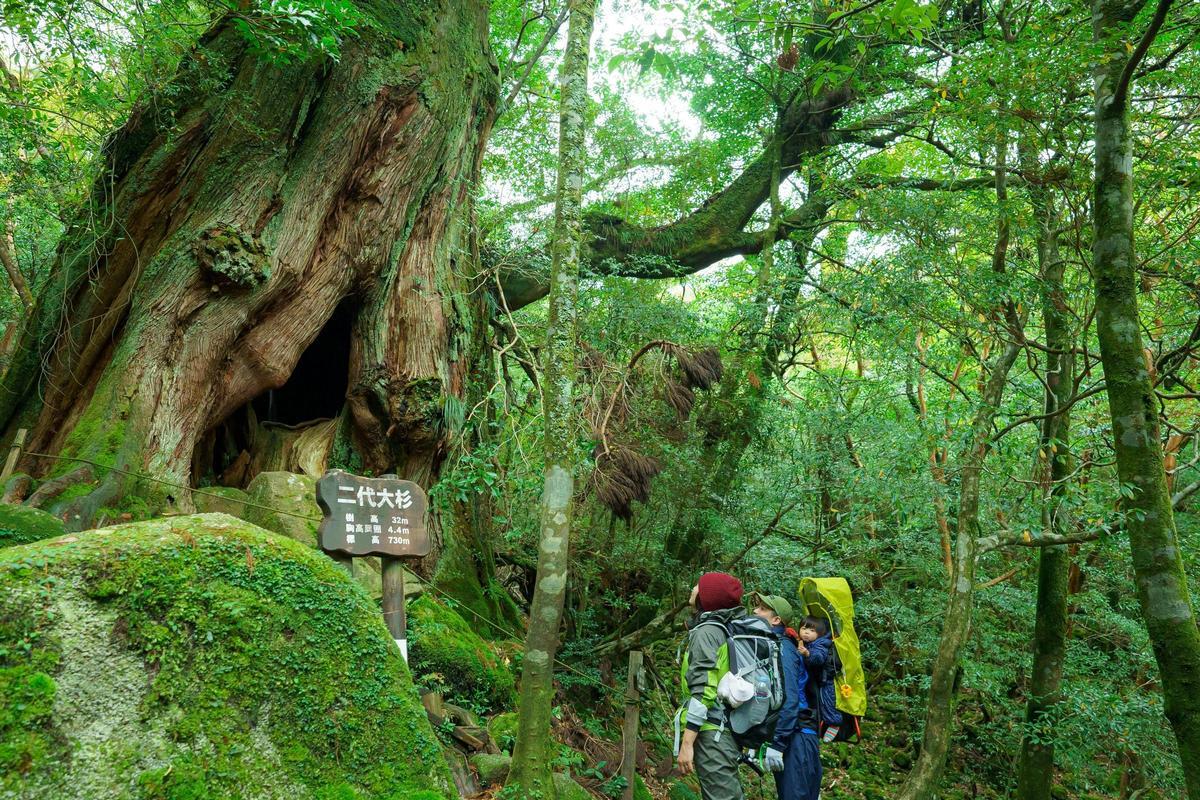 Cedro de segunda generación en Shiratani Unsuikyo