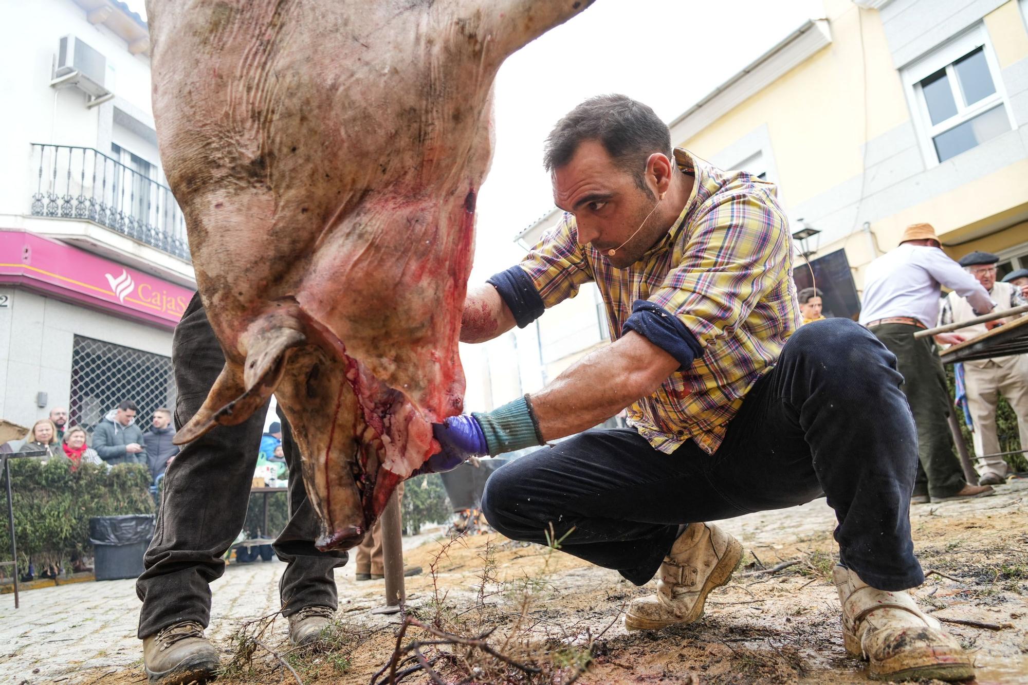 La fiesta de la matanza de Alcaracejos