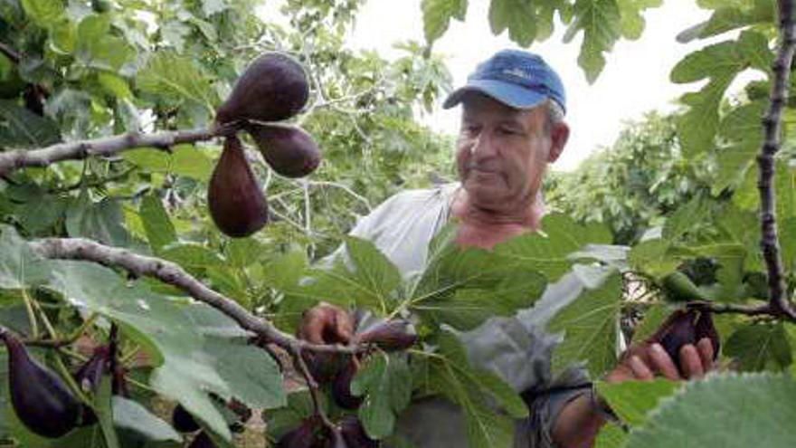 El Gobierno impide utilizar un producto en las higueras y pone en peligro su futuro