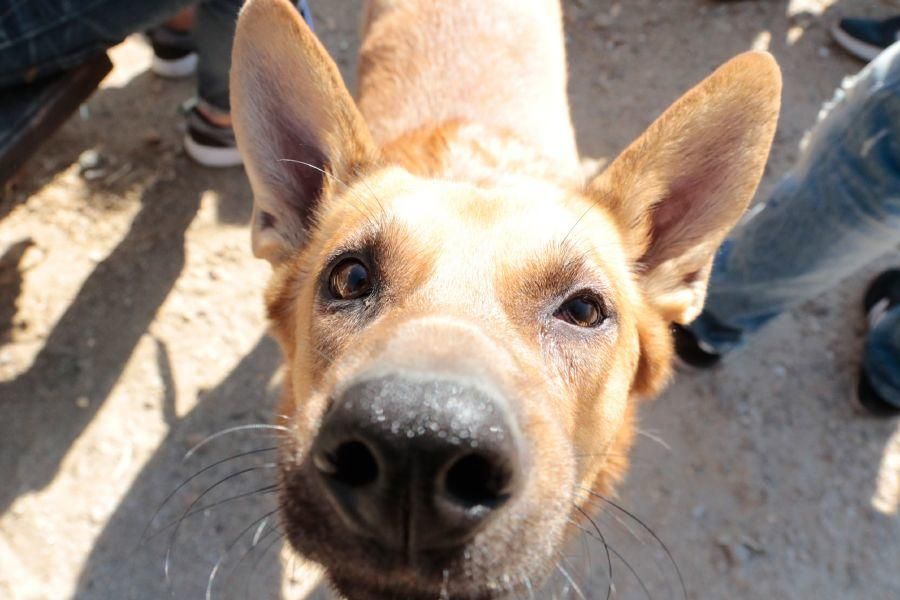 Concurso de perros en La Aldehuela