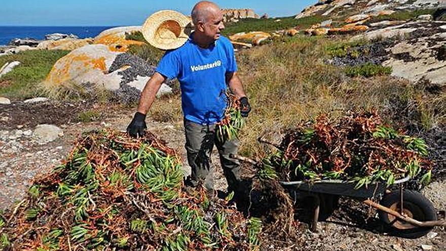 Xesús Neira, voluntario de Cangas, arrancando uña de gato, una especie invasora.