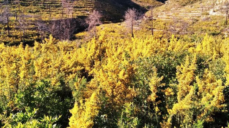 Las flores amarillas de las aliagas, que rebrotaron a miles tras el incendio, dominan el paisaje.