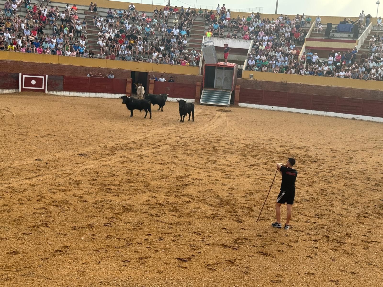 GALERÍA | Presentación de los toros de las fiestas de Fuentesaúco