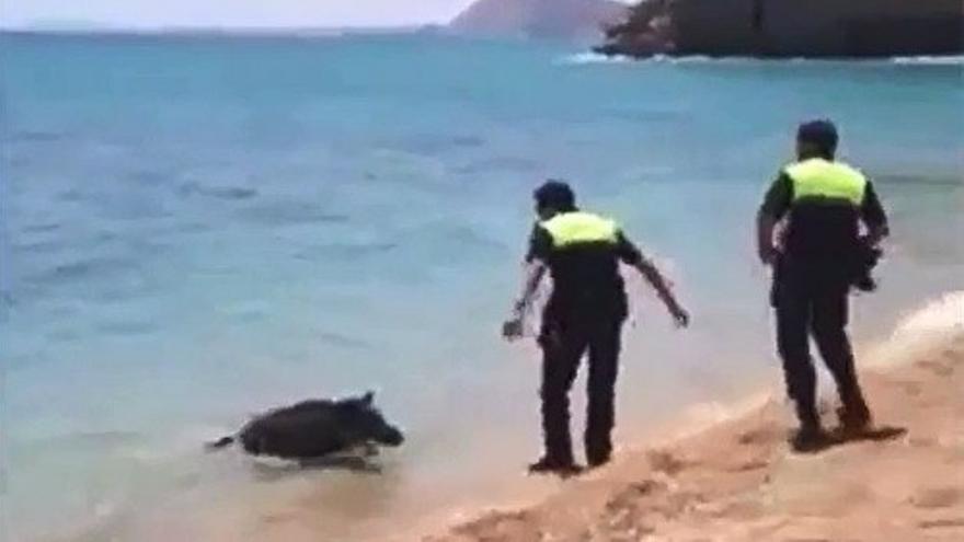 Un jabalí huye de la policía en una playa de La Vila Joiosa