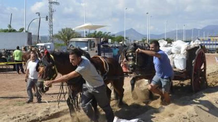 Las peñas de Moncofa disfrutan del tiro y arrastre