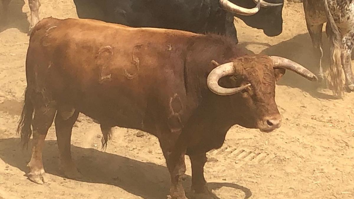 Toro de la alternativa de Lagartijo.