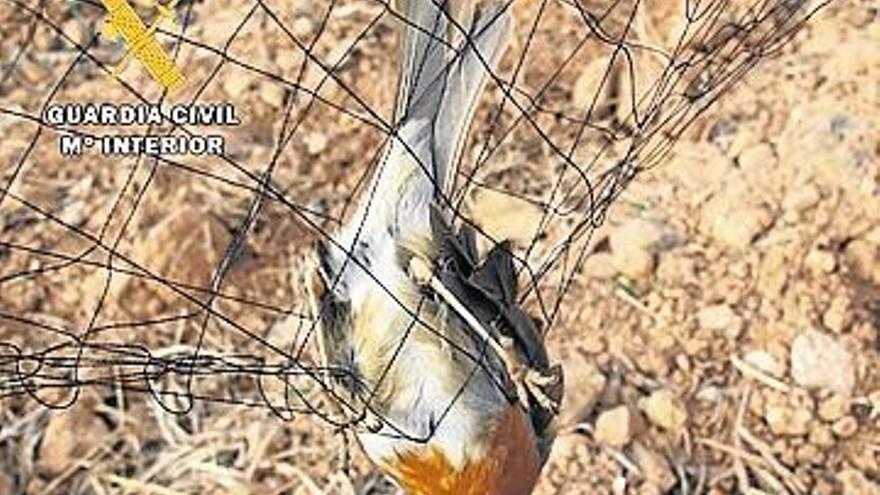 Imputados dos vecinos de Argelita por cazar pájaros con red japonesa