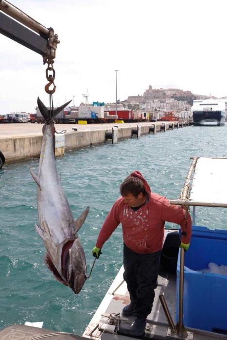 Un ibicenco captura un atún rojo de más de cien kilos