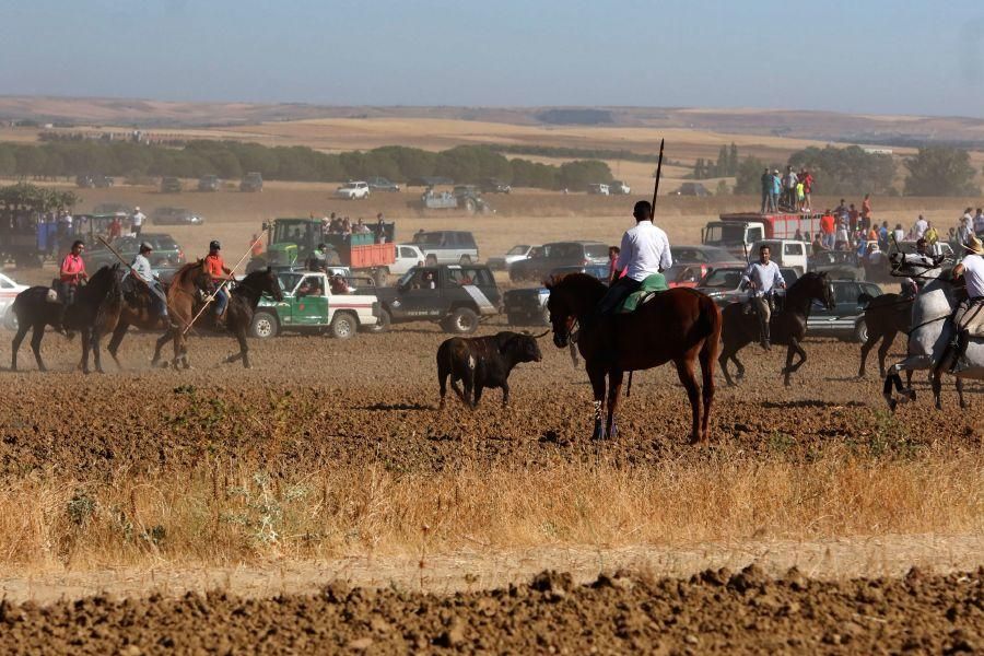 Encierro campero en Moraleja del Vino