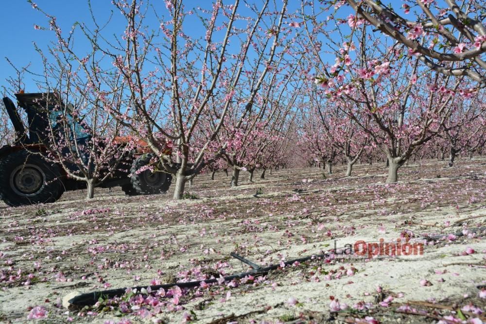 Comienza la Floración de Cieza