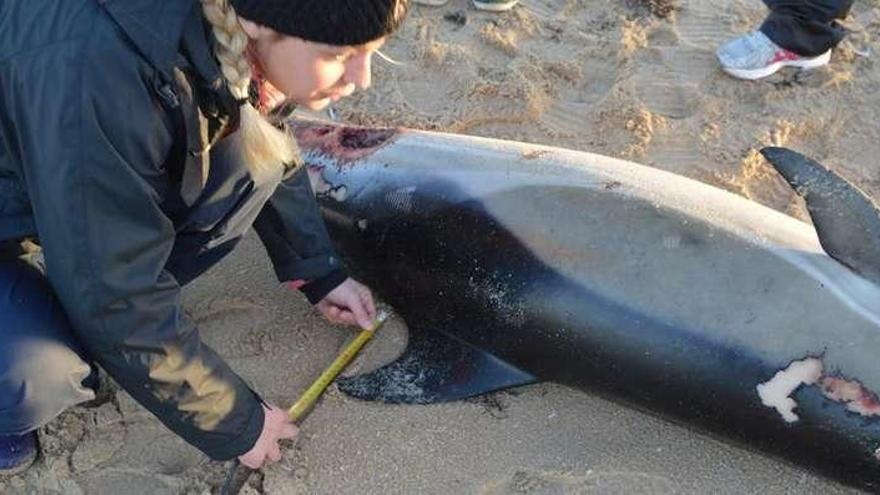 Una hembra joven tendida sobre la arena   |  Esta es la imagen de una hembra sana y joven de delfín común que pudo morir debido a la pesca accidental. El cuerpo sin vida del cetáceo está tendido sobre la arena de A Lanzada mientras una investigadora mide el cadáver durante la realización de la necropsia.