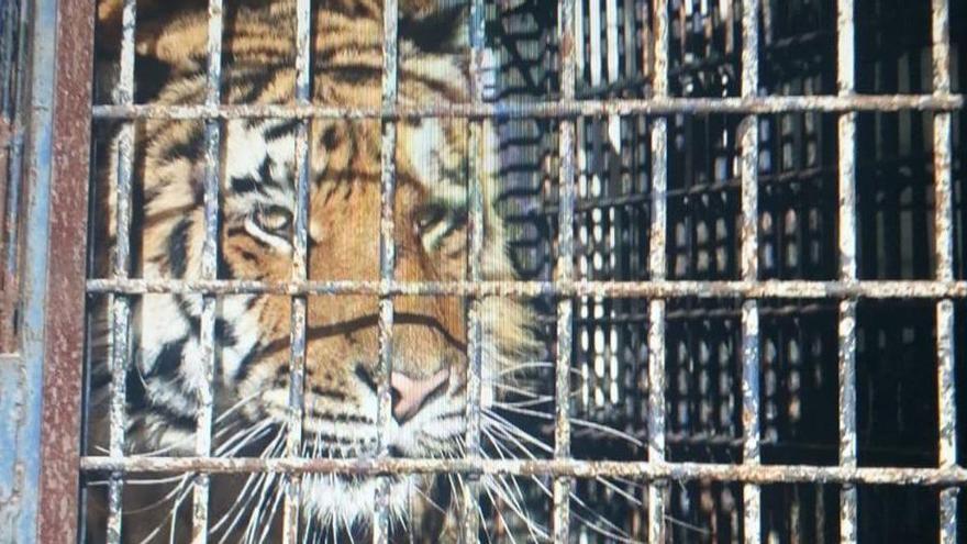 Primadomus ultima el rescate de cinco tigres de un circo retenidos en Polonia