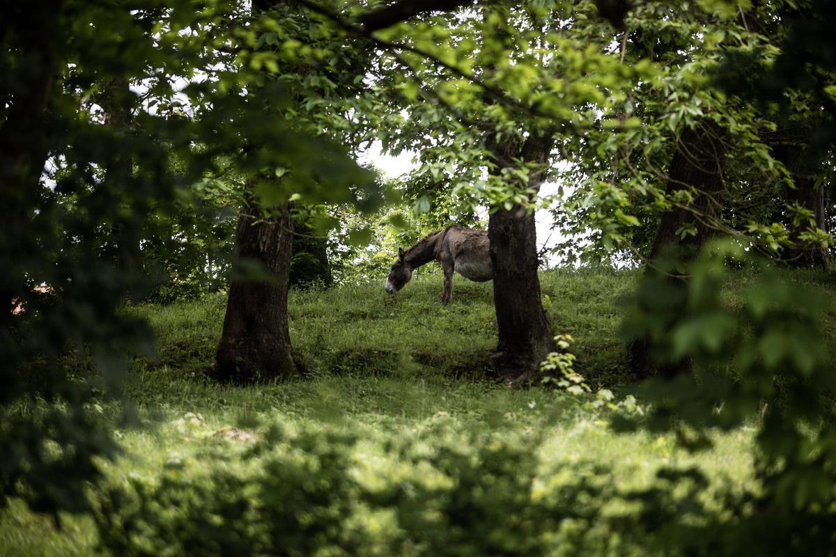 Asturianos en Grado, un recorrido por el municipio