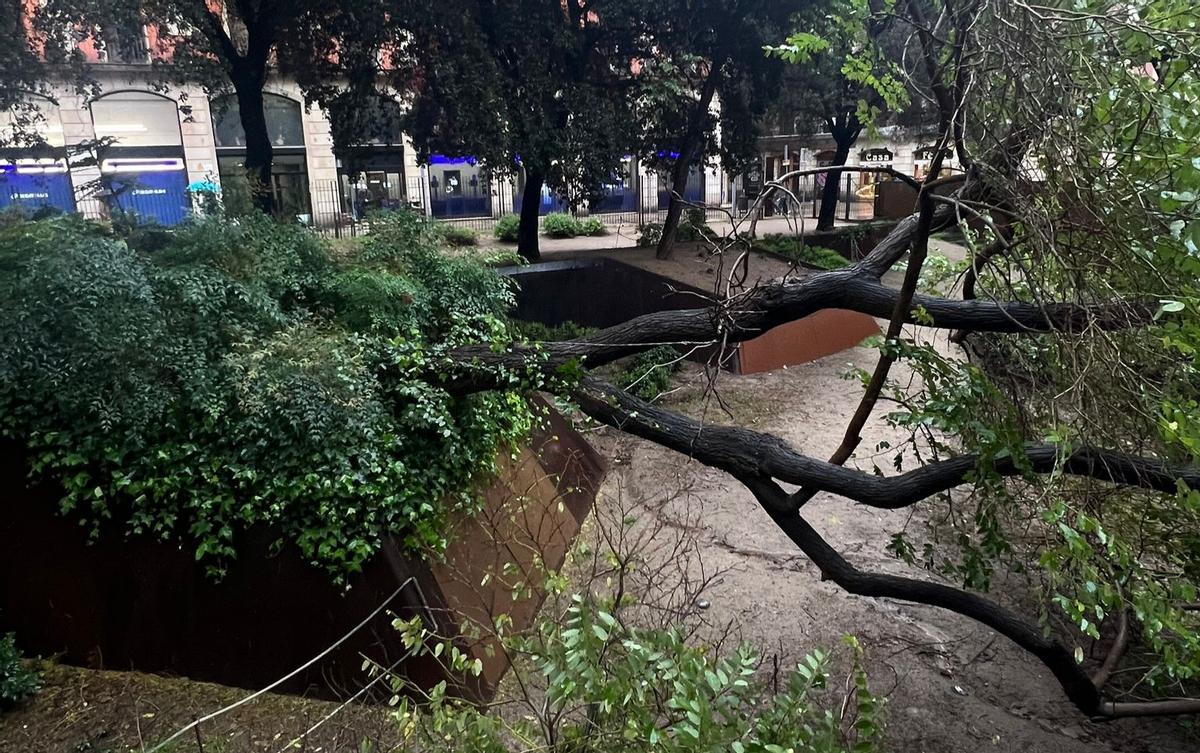 La tipuana tipu caída por efecto de la borrasca Regina en la plaza Vila de Madrid, en Barcelona.
