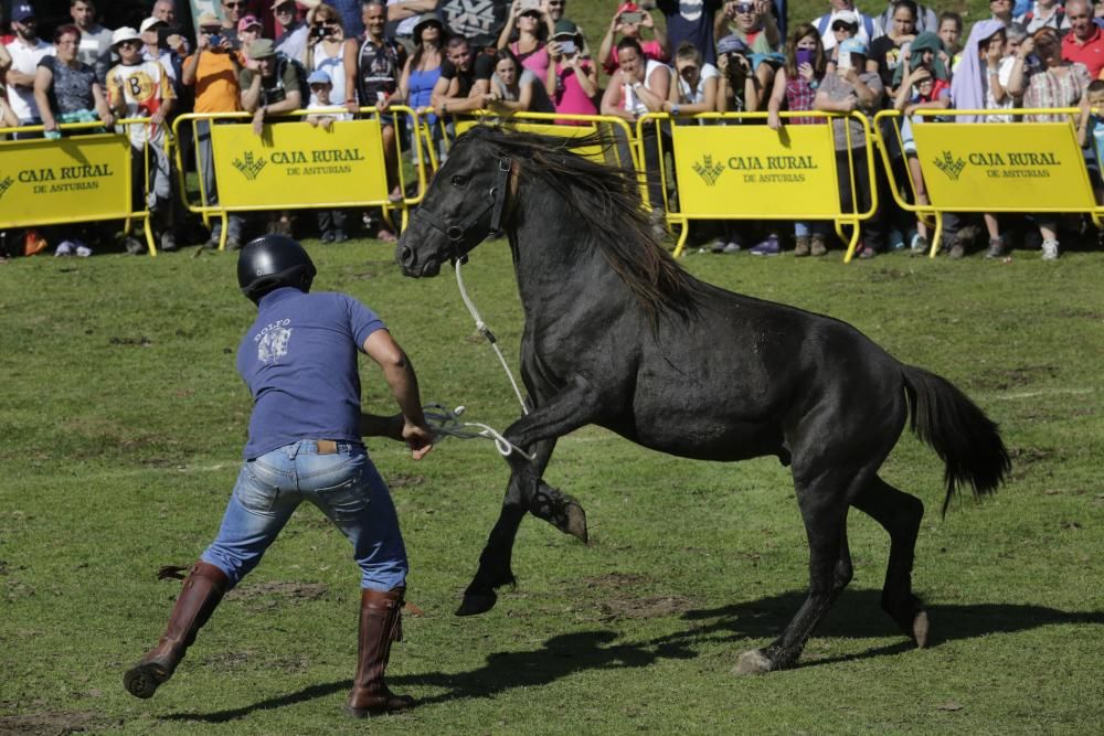 Fiesta del Asturcón en el Sueve