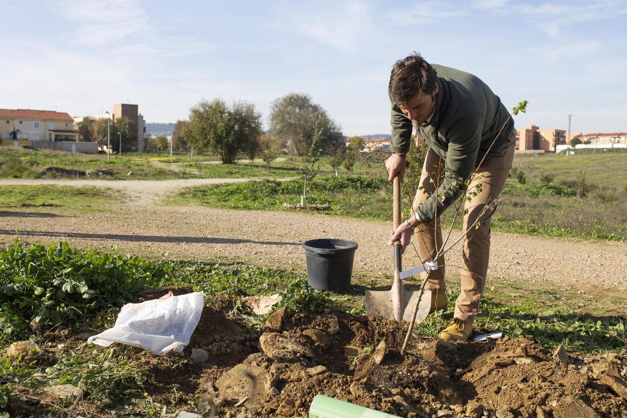 GALERÍA | Así ha sido la plantación de olmos en Cáceres El Viejo