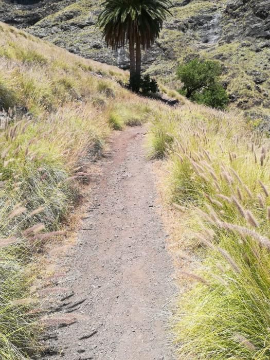 Agaete arregla y limpia el camino a Tamadaba