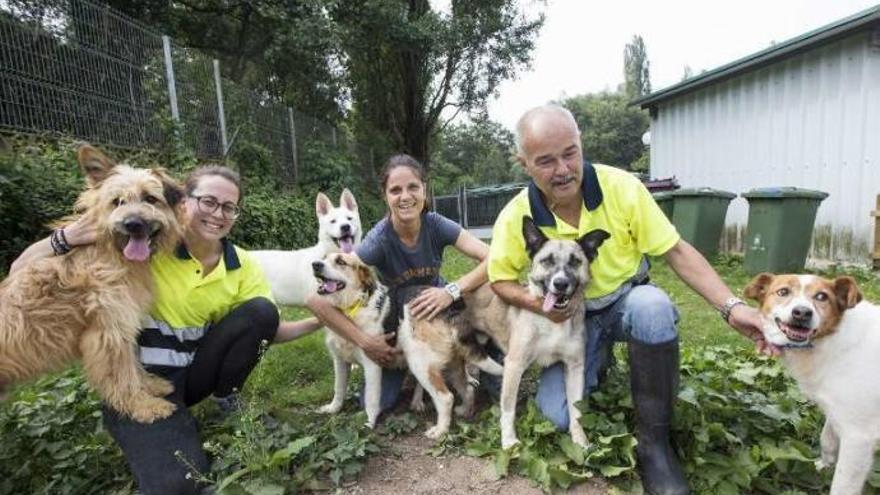 Los asturianos abandonan diez mascotas al día durante los meses de verano