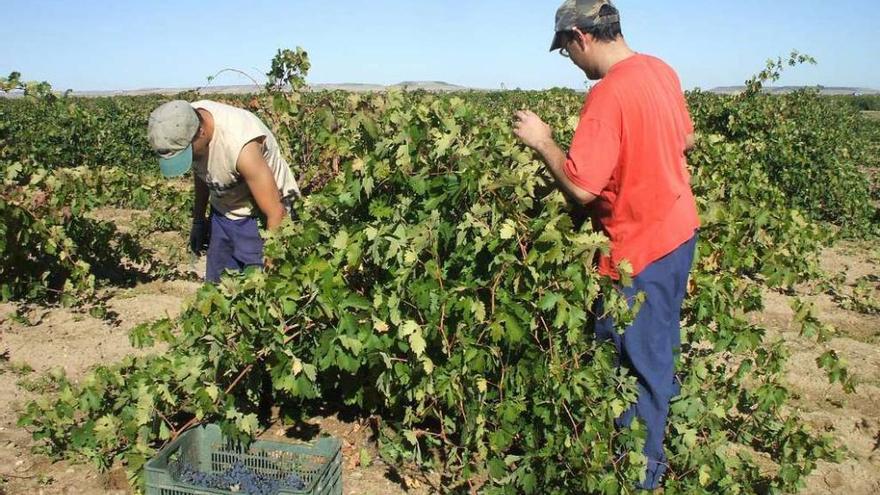 Dos jornaleros recolectando la uva.