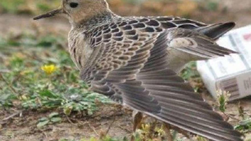 Un raro ejemplar de &#039;carrelimos canelo&#039; en el entorno de la Torre.