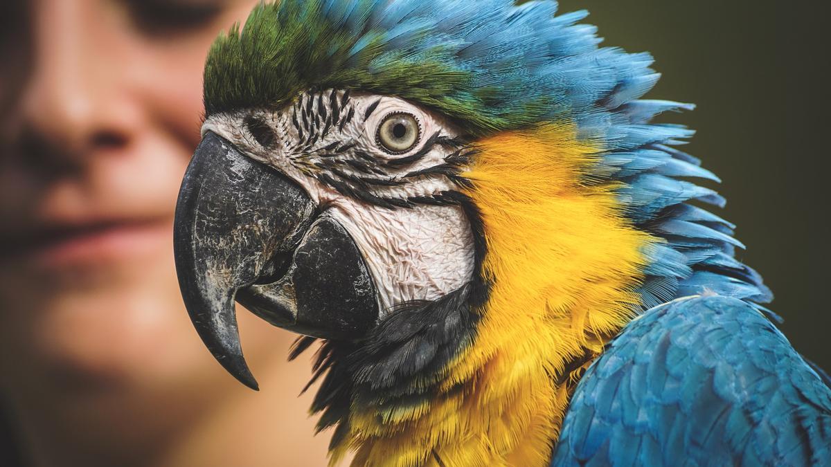 Retiran de un zoo a cinco loros que insultaban a los visitantes