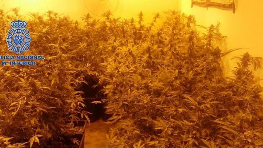 La plantación indoor de marihuana desmantelada en Elda por agentes del Cuerpo Nacional de Policía