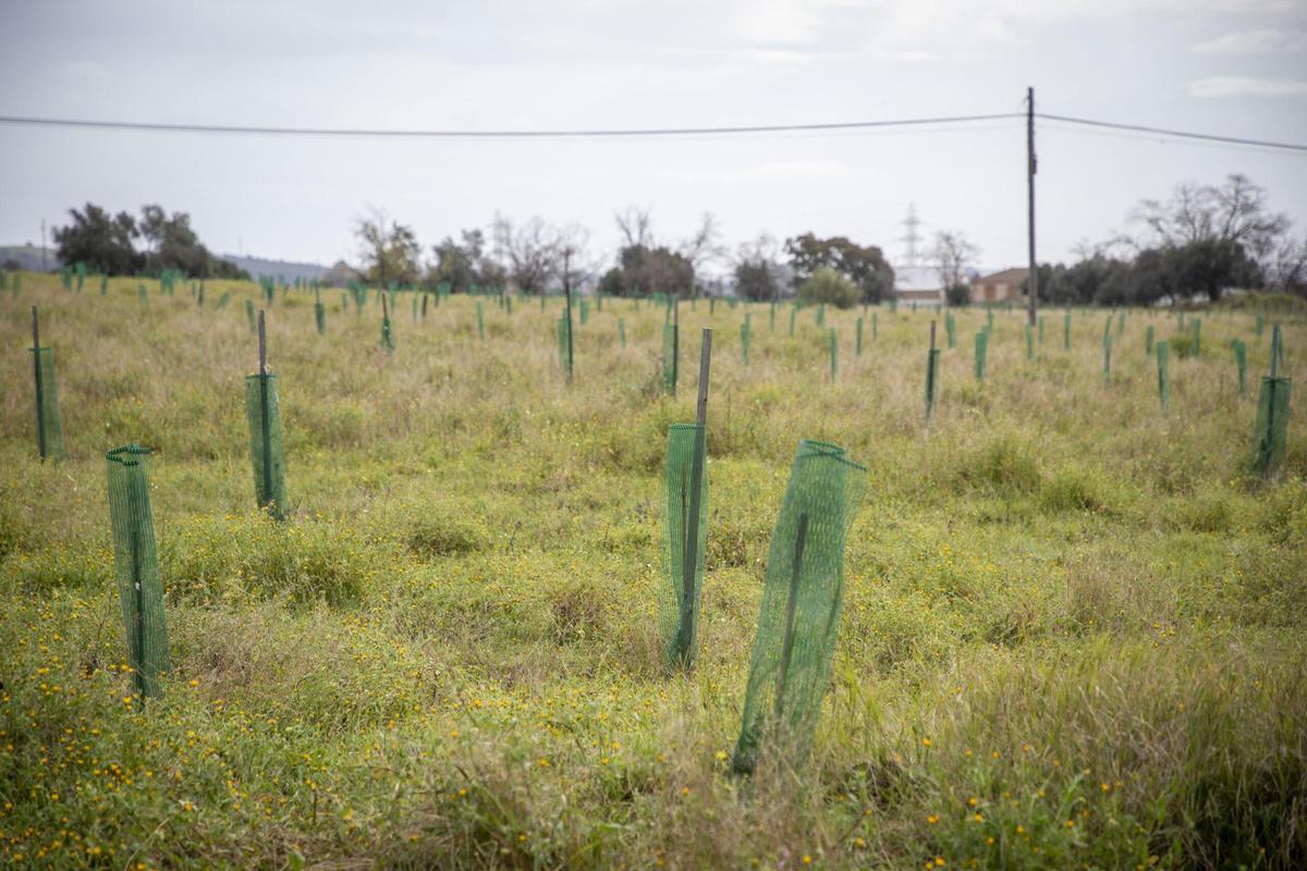 Numerosas plantaciones en el 'Bosque Silbon'.